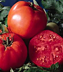 SuperTasty Hybrid Tomato